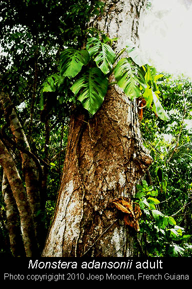Monstera adansonii, Photo Copyright 2010 Joep Moonen, French Guiana