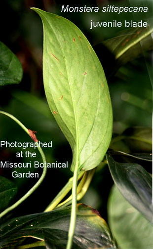 Monstera siltepecana Matuda, juvenile plant photographed at the Missouri Botanical Garden, Photo Copyright 2010 Steve Lucas, www.ExoticRainforest.com