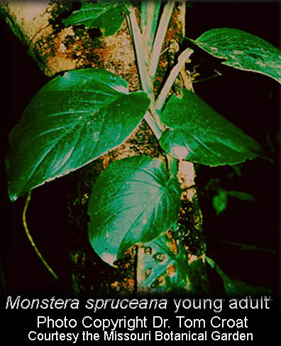 Monstera spruceana, Photo Copyright Dr. Tom Croat, Courtesty Missouri Botanical Garden