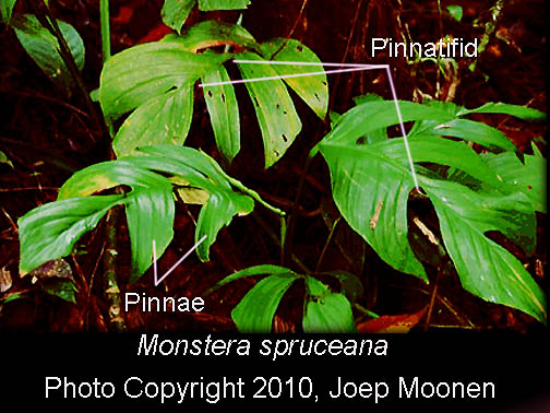 Monstera spruceana, Photo Copyright Joep Moonen, French Guiana