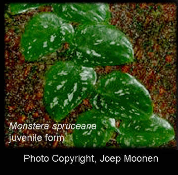 Monstera spruceana Engl. juvenile plant, Photo Copyright Joep Moonen, French Guiana