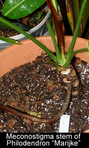 Meconostimga stem of Philodneron 'Marijke', Photograph Copyright 2008, Steve Lucas, www.ExoticRainforest.com