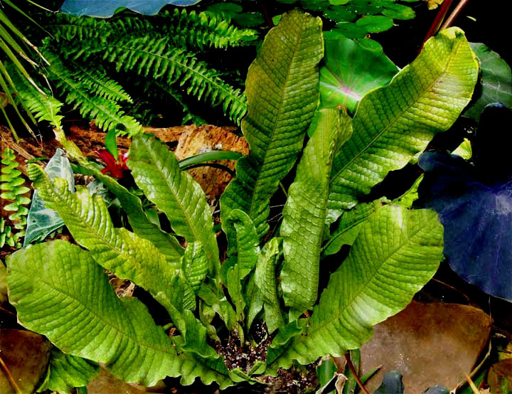 Microsorum musifolium Copel. , Photo Copyright 2008 Steve Lucas, www.ExoticRainforest.com