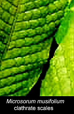 Microsorum musifolium clathrate scales, Photo Copyright 2007, Steve Lucas, www.ExoticRainforest.com