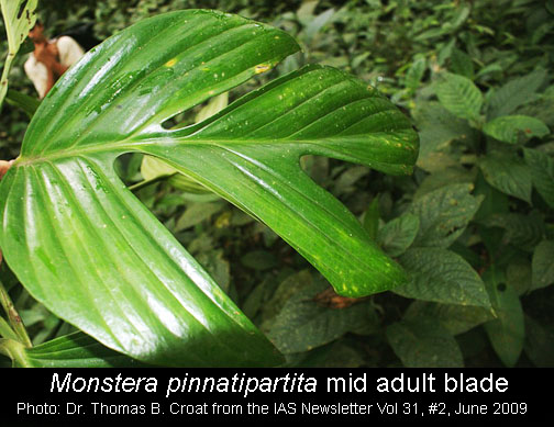 Monstera pinnatipartita Schott, mid adult, photo Copyright Dr. Thomas B. Croat
