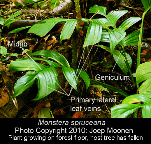Monstera spruceana Engl.t, Photo Copyright Joep Moonen, French Guiana