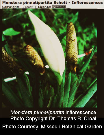 Monstera pinnatipartita inflorescence, Photo Dr. Tom Croat, courtesy Missouri Botanical Garden
