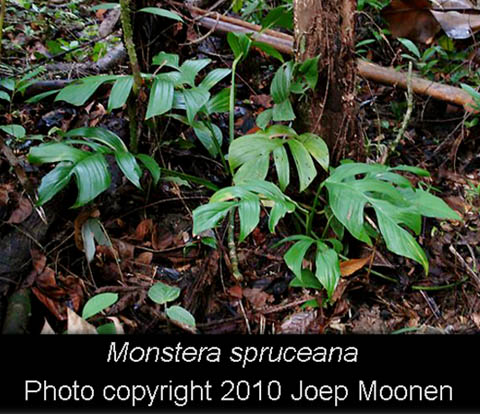 Monstera spruceana Engl., Photo Copyright Joep Moonen, French Guiana