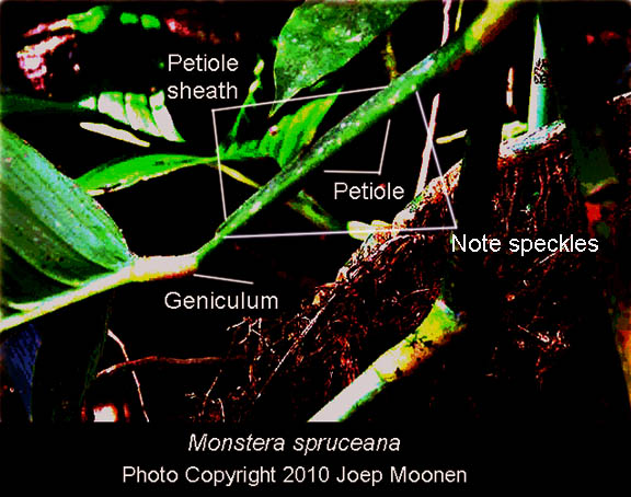 Monstera spruceana Engl.t, Photo Copyright Joep Moonen, French Guiana