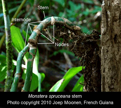 Monstera spruceana Engl.  Photo Copyright Joep Moonen, French Guiana