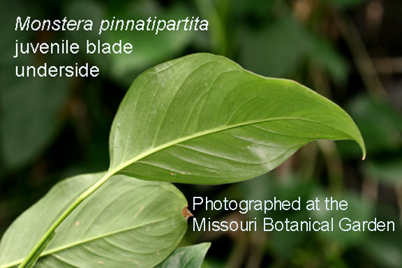 Monstera pinnatipartita Schott, photographed at the Missouri Botanical Garden, Photo Copyright 2010, Steve Lucas, www.ExoticRainforest.com