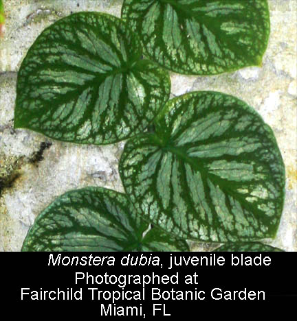 Monstera dubia juvenile blade, Photographed at Fairchild Tropical Botanic Garden, Miami, FL, Photo copyright 2009, Steve Lucas, www.ExoticRainforest.com