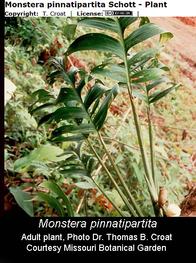 Monstera pinnatipartita Schott, Philodendron Silver Queen, Photo Dr. Thomas B. Croat