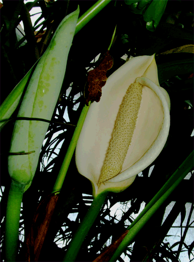 Monstera deliciosa inflorescence (spathe and spadix), Photo Copyright 2008, Steve Lucas, www.ExoticRainforest.com