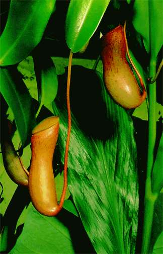 Nepenthes ventricosa, Photo Copyright 2006, Steve Lucas, www.ExoticRainforest.com