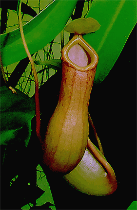 Nepenthes ventricosa, Photo Copyright 2006, Steve Lucas, www.ExoticRainforest.com