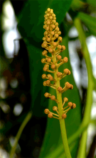 Nepenthes ventricosa seeds, Photo Copyright 2006, Steve Lucas, www.ExoticRainforest.com