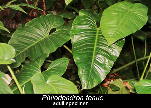 Philodendron tenue K. Koch & Augustin, Photo Copyright 2009, Steve Lucas, www.ExoticRainforest.com