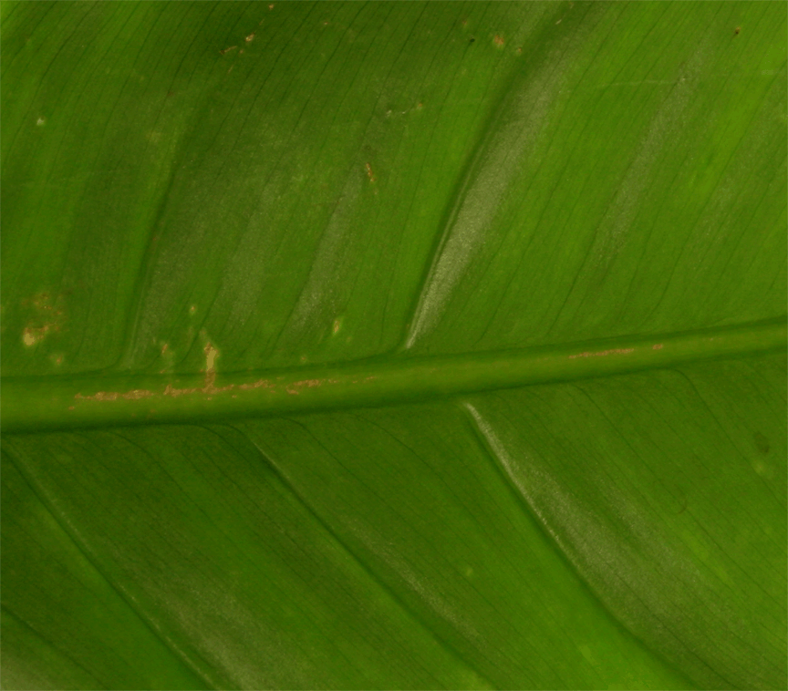 Philodendron Species unknown abaxial venation purportedly collected near Limon, Ecuador, Photo Copyright 2009, Steve Lucas, www.ExoticRainforest.com