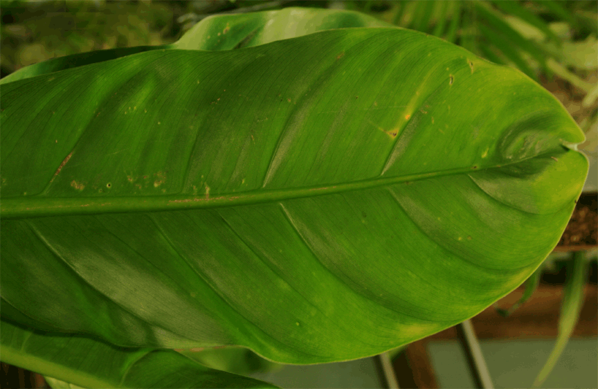 Philodendron Species unknown abaxial surface  purportedly collected near Limon, Ecuador, Photo Copyright 2009, Steve Lucas, www.ExoticRainforest.com