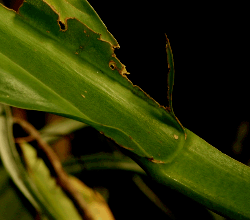 Philodendron Species unknown midrib purportedly collected near Limon, Ecuador, Photo Copyright 2009, Steve Lucas, www.ExoticRainforest.com