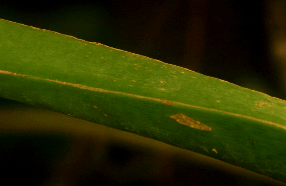 Philodendron Species unknown sulcate petiole  purportedly collected near Limon, Ecuador, Photo Copyright 2009, Steve Lucas, www.ExoticRainforest.com