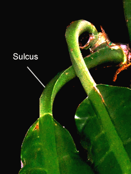 Philodendron Species unknown purportedly collected near Limon, Ecuador, Photo Copyright 2009, Steve Lucas, www.ExoticRainforest.com