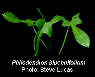 Philodendron bipinnifolium, Photo Copyright Steve Lucas, www.ExoticRainforest.com