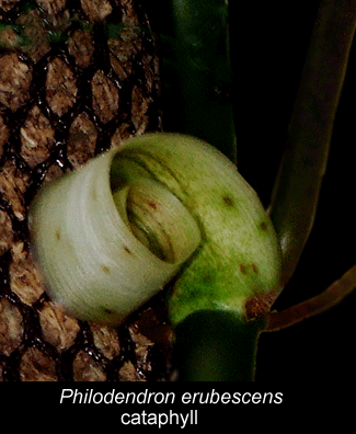 Philodendron erubescens cataphyll, Photo Copyright 2008, Steve Lucas, www.ExoticRainforest.com