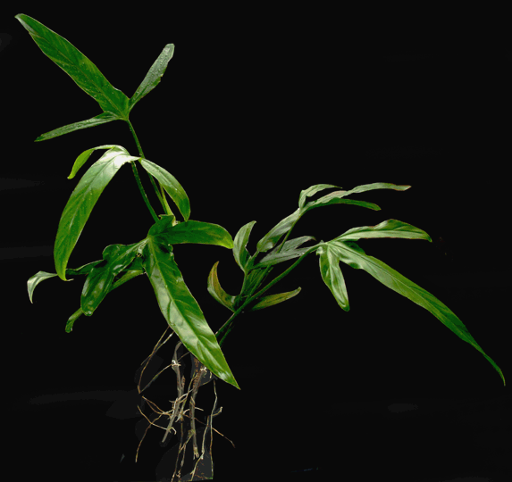 Philodendron holtonianum, Photo Copyright 2008, Steve Lucas, www.ExoticRainforest.com