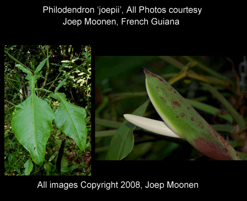 Philodendron Joepii, Photos copyright 2008, Joep Moonen, French Guiana