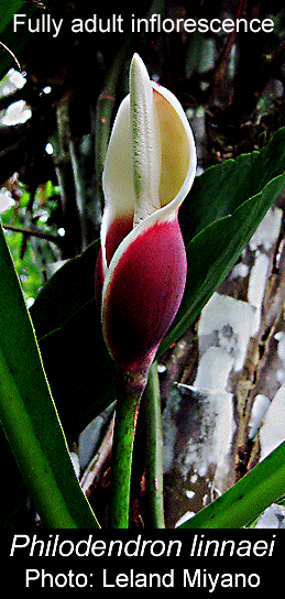 Philodendron linnaei inflorescence, Photo Copyright 2998, Leland Miyano