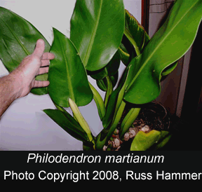 Philodendron martianum, not Philodendron cannifolium, Photo Copyright 2008, Russ Hammer