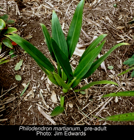 Philodendron martianum, not Philodendron cannifolium, Photo Copyright 2008, Jim Edwards 