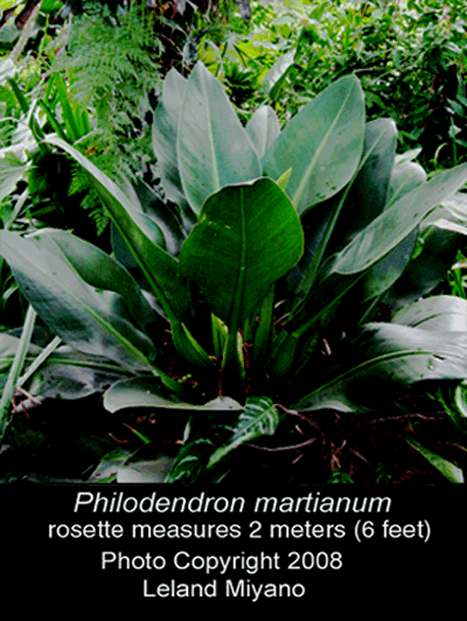 Philodendron martianum, Photo Copyright 2008, Leland Miyano