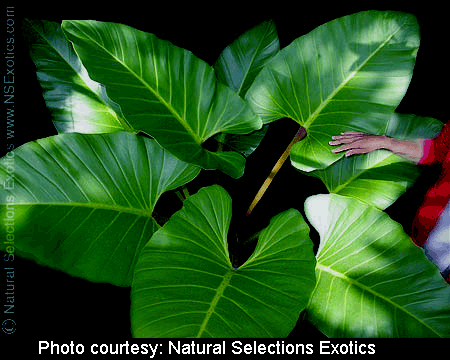 Philodendron melinonii from French Guiana, northern Brazil, Suriname and Venezuela