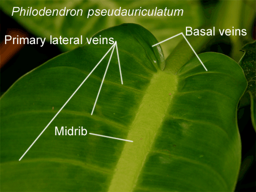Philodendron pseudauriculatum Croat, Photo copyright 2009, Steve Lucas, www.ExoticRainforest.com
