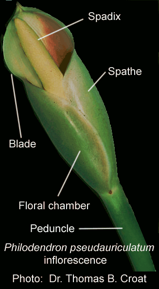 Philodendron pseudauriculatum inflorescence, Photo Copyright Dr. Thomas B. Croat