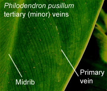 Philodendron pusillum minor veins, Photo Copyright 2009, Steve Lucas, www.ExoticRainforest.com