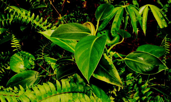 Philodendron pusillum, Photo Copyright 2009, Steve Lucas, www.ExoticRainforest.com