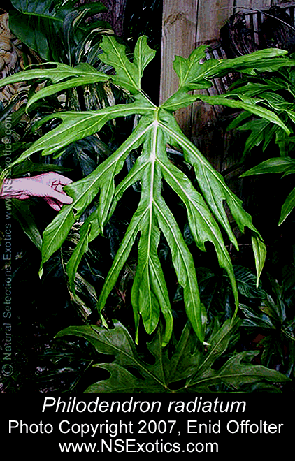 Philodendron radiatum, Photo Copyright 2007, Enid Offolter