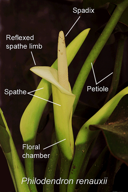 Philodendron renauxiireflexed spathe limb, Photo Copyright 2009, Steve Lucas, www.ExoticRainforest.com