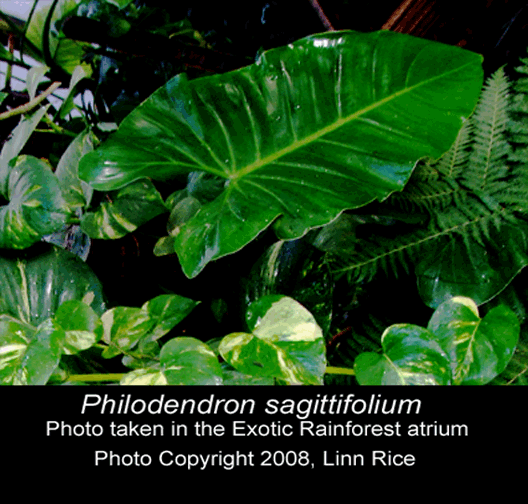 Philodendron sagittifolium, Photo Copyright 2008, Linn Rice