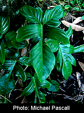 Philodendron squamiferum, Photo Copyright Micqael Pascall