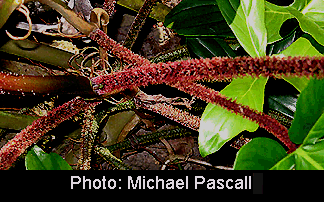Philodendron squamiferum petiole with pubescence, Photo Copyright Miichael Pascall