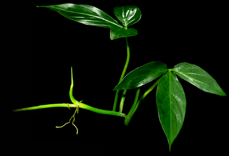    Philodendron tripartitum (Jacq.) Schott (juvenile, Photo Copyright 2007, Steve Lucas, www.ExoticRainforest.com