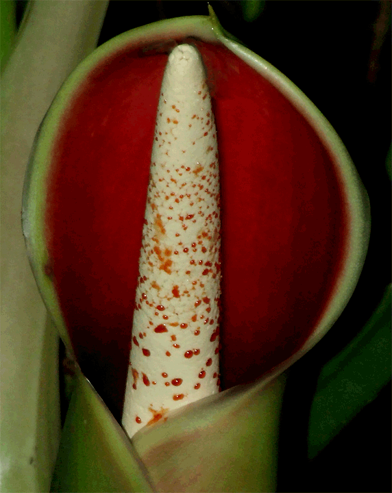 Philodendron sagittifolium spathe and spadix at anthesis, Photo Copyright 2008, Steve Lucas, www.ExoticRainforest.com