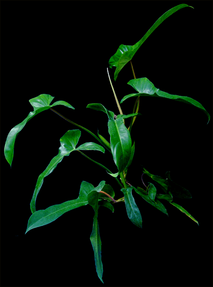 Philodendron P69686, Photo Copyright 2006, Steve Lucas, www.ExoticRainforest.com