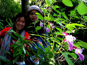 parrot flower thailand