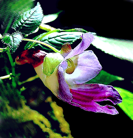 parrot flower thailand